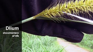 Napier grass Cenchrus purpureus  part 2 [upl. by Junji]