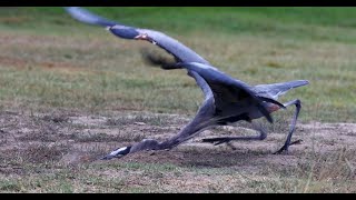 Two Great Blue Herons have a productive day [upl. by Aronoh]