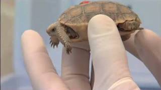 The Heat is On Desert Tortoises amp Survival Part 2 of 4 [upl. by Ittak]