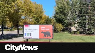 City of Calgary reminding residents to be ‘bear smart’ [upl. by Montague]