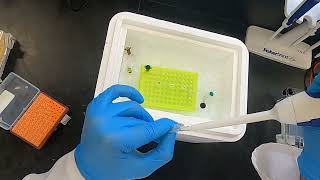 Polymerase Chain Reaction PCR [upl. by Eesak791]