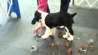 AJ English Springer Spaniel12 weeks old learning Agility  O [upl. by Annay]