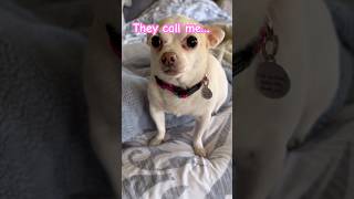 🩷They call me… cutedog funnyshorts dogshorts funnyvideo funnydogs funny dog funnyvideos [upl. by Alleuqahs]