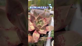 夏は激しめですか💦 千葉県船橋市で多肉生産者をめざしているPur・Succulentのピュールママです。多肉多肉植物ピュールサキュレント多肉生産者への道多肉生産者修行中園芸ガーデニング [upl. by Rosen298]