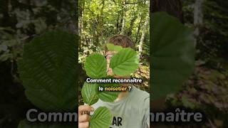 Comment reconnaître le noisetier 🌳noisetier arbres forêt naturecomestible plantessauvages [upl. by Morlee]