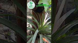 Tillandsia Capitata Yellow [upl. by Todd785]