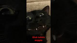 top 10 goobie woobies cat edition [upl. by Eikcor]