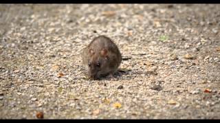 Brown Rat Common Rat or Street Rat Rattus norvegicus  Wanderratte [upl. by Ahsias]