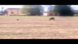 TOP5 Galgos Argentinos corriendo solos by GalguerosLoberia TV [upl. by Mita]