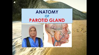 Anatomy of parotid salivary gland [upl. by Yennej]