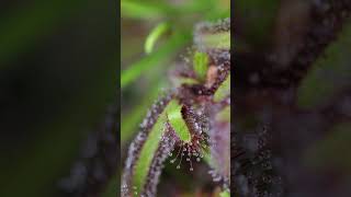 Carnivorous Plants Sundew Eats a Mosquito [upl. by Abbye]