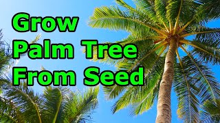 How to Grow Palm Trees from Seeds  THE SIMPLE AND EASY WAY [upl. by Ahsirt]