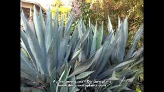 Agave americana  Century plant [upl. by Idalla]