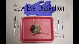 Cow Eye Dissection Guide [upl. by Jae]