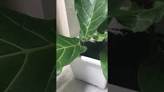 Cómo Propagar Ficus Lyrata por corte [upl. by Airak]