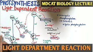 Photosynthesis  Light Reaction  L2  NEET 202223  Komal Yadav [upl. by Reahard]