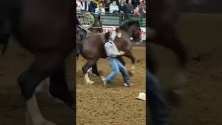 Fort Worth Stockyards Rodeo [upl. by Notlih]