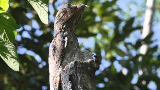 Common Potoo With Young [upl. by Eesyak]