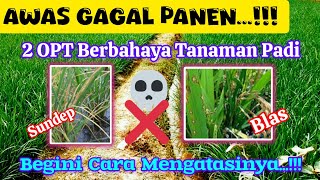 WASPADA❗🌾 Begini Cara dan Waktu yang Tepat Mengendalikan Hama Sundep dan Jamur Blas pada Padi [upl. by Pembrook]