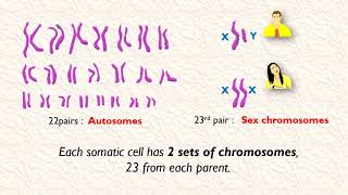 Haploid vs Diploid cells [upl. by Lothaire]