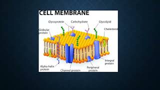 Plasmalogens The keys to health and longevity [upl. by Ivgnout]