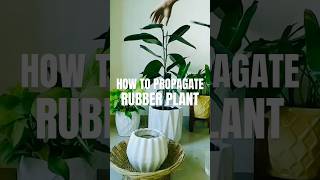 🌿 How to propagate Rubber Plant simple steps easily  Ficus Eleastica 🌿 rubberplants short plant [upl. by Telocin]