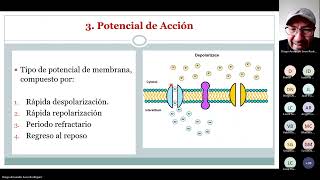 Potencial de Acción fundamentos de la comunicación neuronal [upl. by Ydnim959]