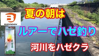 夏の朝はルアーでハゼ釣り ハゼクランクで河川を狙う バスデイはぜ玉 [upl. by Urien]