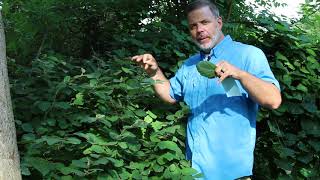 Dwarf fothergilla Fothergilla gardenii  Plant Identification [upl. by Suiradel]