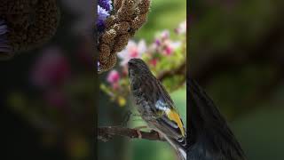 Blackhtroat Canary Singing E4 birdsinging Canary finch [upl. by Dalli687]