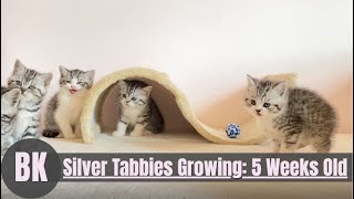 Cute Silver Tabby British Shorthair Kittens 5 Weeks Old [upl. by Sparky]