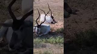 stunning Wildlife Sharjah Safari Park shortsvideos Shorts animals [upl. by Roseanne]