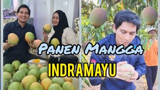 Panen Mangga Indramayu [upl. by Anertak]