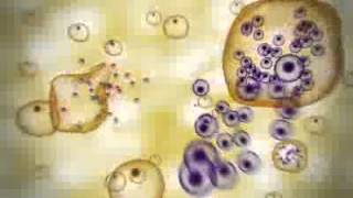 Malaria Plasmodium life cycle Video DnaTube com Scientific Video Site1 [upl. by Aikemaj]