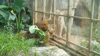 White Tiger meets Lion Nanning Zoo Guangxi China [upl. by Kristie71]