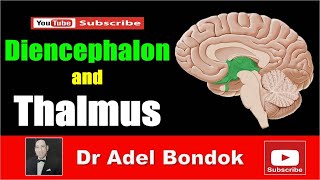 Diencephalon and Thalamus Dr Adel Bondok [upl. by Lulu398]