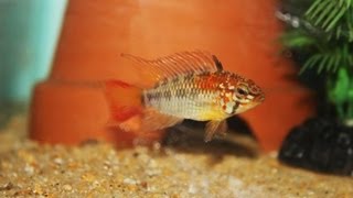 Apistogramma viejita X macmasteri [upl. by Braden]