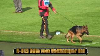 2010 SV BSZS NKGR part 11 Odin vom Holtkamper Hof HD [upl. by Keily]