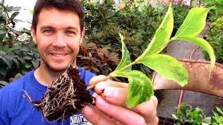 Rooting Tips and Tricks  Propagating Softwood Cuttings of Weigela [upl. by Jessee]