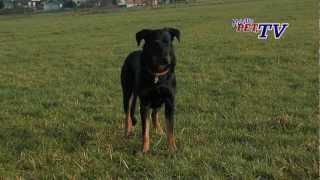 Berger de Beauce Beauceron Informationen zur Rasse [upl. by Aneles]