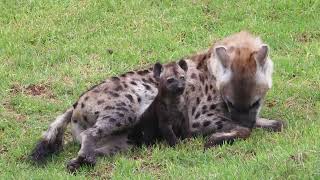 First ever hyena born in Sydney [upl. by Konrad775]