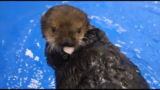 What Do Sea Otter Pups Eat [upl. by Bilak]