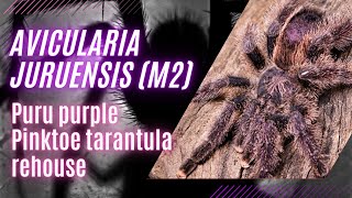 quotJuruensis Pinktoe Tarantula A Guide to Rehousing amp Caring for Your Puru Purple Beautyquot [upl. by Lletnom495]