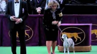 Westminster Dog Show 2010 Whippet Wins Hound Group [upl. by Delgado900]