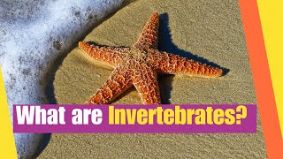 What Are Invertebrates  Learn the characteristics of invertebrate animals  Lesson Boosters [upl. by Ulu536]