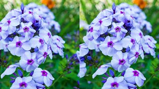 Best quality phlox plants [upl. by Attayek73]