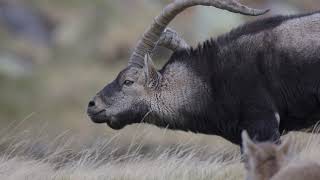 CABRA MONTÉS EN CELO  Ibex fight in Gredos [upl. by Reynolds]