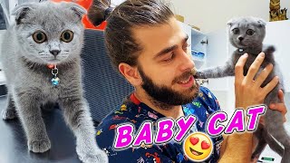 SEVİMLİ YARAMAZ YAVRU KEDİ 😍  Scottish Fold Kedi  TheVet [upl. by Eiddet]