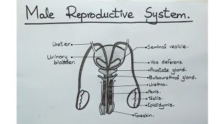 How to draw Male Reproductive Organ l Male Reproductive Organ Labelled Diagram l ES art amp craft [upl. by Ecilegna]