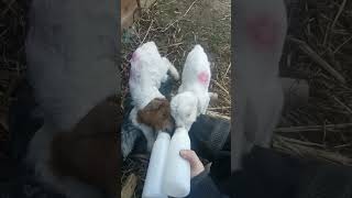 Twin goats drinking milk goat cuteanimal cutefarmanimal cute cutegoat farming [upl. by Ahsinroc]